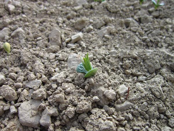 Lupine Keimling