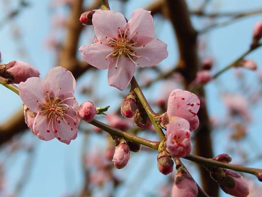 Weinbergpfirsichblüte