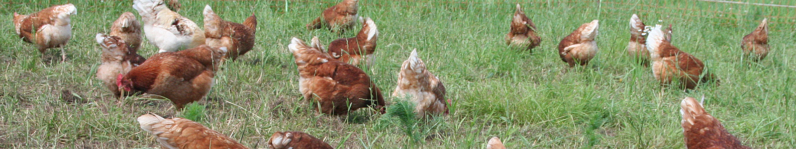 Hühner auf Wiese ©K.Cypzirsch