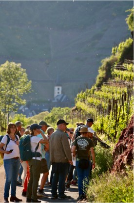 Wandergruppe im Weinberg von Neef - Foto: Klaus Donhauser Mechthild Haupts bei einer botanischen Wanderung in Neef Richtung Kloster Stuben ; Wandergruppe auf einem Weg in den Weinbergen